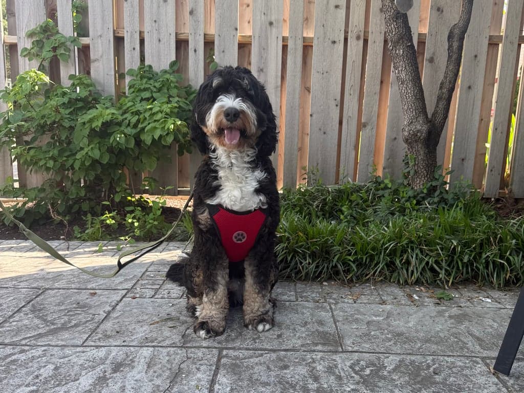 A fluffy black-and-white doodle in a red harness sitting on the stone patio at Illinois Street Food Emporium, with a wood fence and greenery behind.